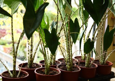 Alocasia zebrina (Pfeilblatt, Elefantenohr) - Die Gattung Alocasia umfasst ca. 90 Arten, von denen eine die Alcosia zebrina ist. Sie stammt ursprünglich von den Philippinen, gehört zu den Pfeilblättern und wird auch Elefantenohr genannt.  Sie bevorzugt feuchte sandig-lehmige Böden im Halbschatten. Die Raumtemperatur sollte wenigstens bei etwa 20° liegen. Da sie viel Wasser benötigt, sollte auch die Luftfeuchtigkeit hoch sein. Sie verträgt keinen Frost.