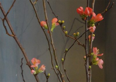 Zierquitte (Chaenomeles) -  Ihre feinen Blüten bilden sich an den noch kahlen Zweigen im Winter und halten sich bis in den Frühling. Schon früh wurde die Zierquitte in China und Japan als Schmuck in den Häusern verwendet, aber auch, um durch ihren Duft ein angenehmes Raumklima zu erhalten. Ebenso waren sie ein beliebtes Motiv in der dortigen Malerei. Aus den Arten, die etwa Ende des 18. bis Mitte des 19. Jahrhunderts nach Europa kamen, wurden mehr als 500 Sorten gezüchtet, deren Farben von weiß bis dunkelrot reichen. (Quelle: Ngoc Minh Ngo - Natur im Haus)